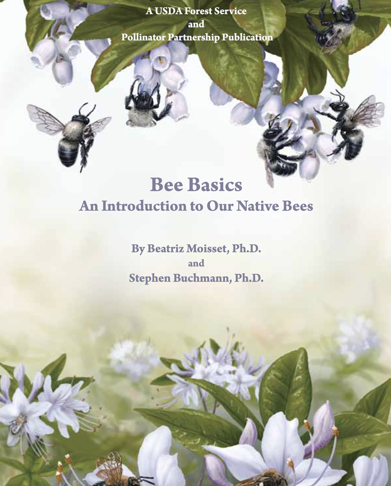 Bee Basics: An Introduction to Our Native Bees