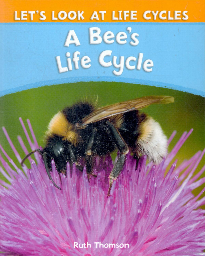 A Bee's Life Cycle