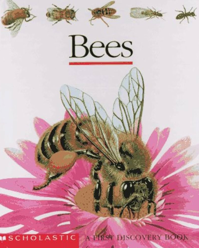 Bees: A First Discovery Book