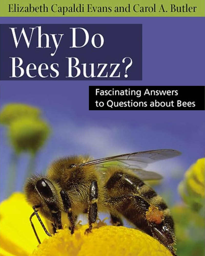 Why Do Bees Buzz